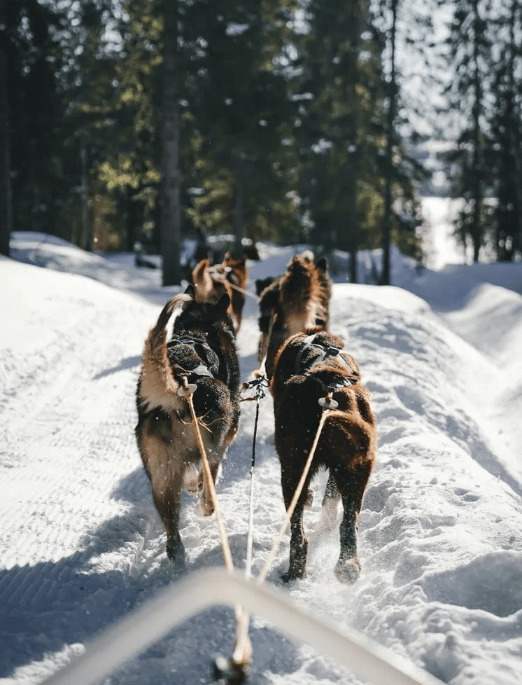 Chiens de traineau - RewardPulse